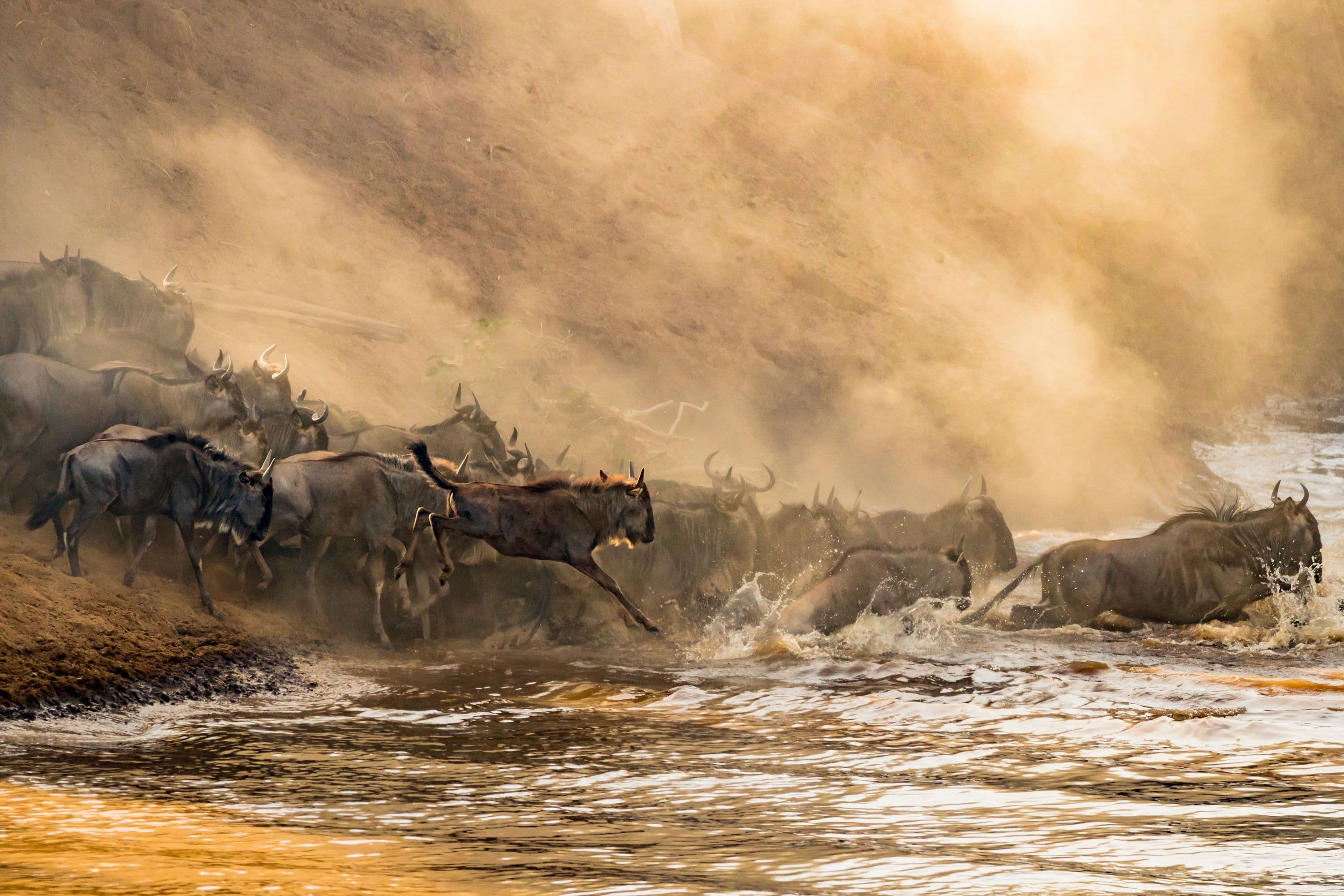 A herd of wildebeest crossing a river